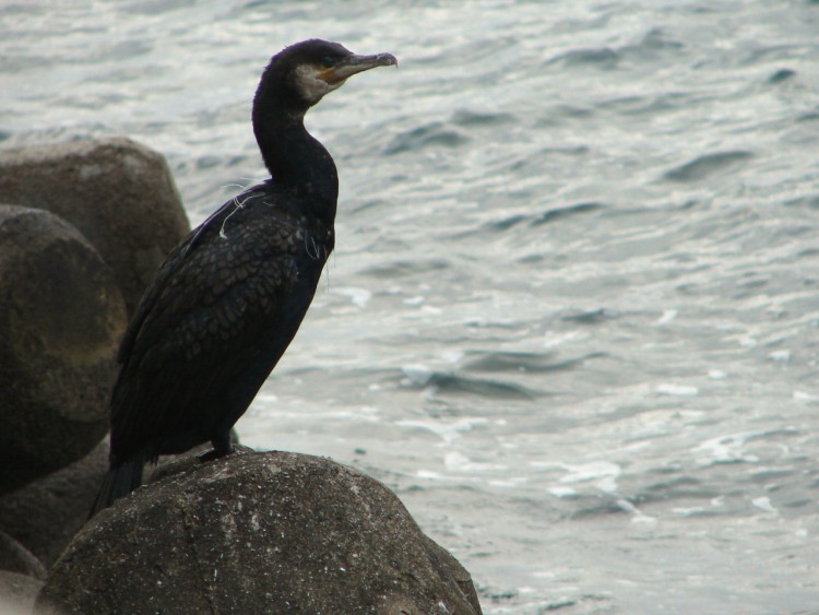 &copy; Penhorsweb